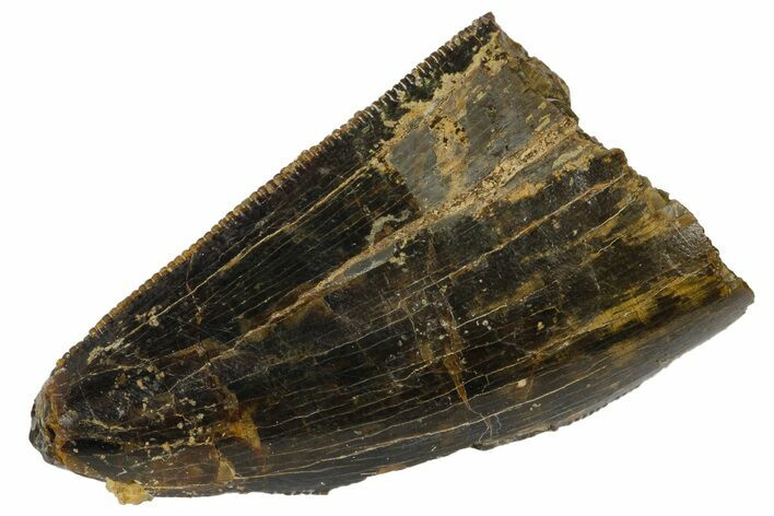 Serrated, Tyrannosaurus (T-Rex) Tooth Tip - Montana #176375